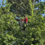 3 Signs Your Chesnee Property Needs Professional Tree Maintenance Services